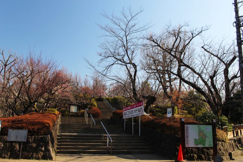 梅の名所 ポタリングにおすすめ 羽根木公園で梅を見に行きました Tabirin たびりん