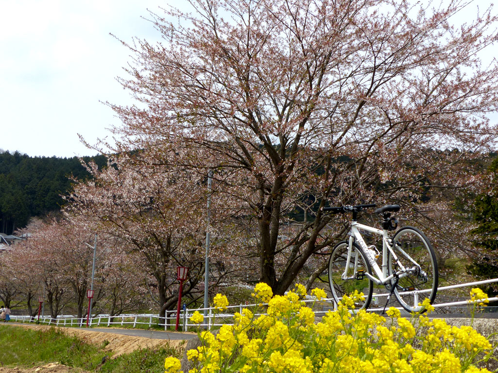 【奈良県】おすすめ桜（お花見）サイクリングコース～宇陀市編～