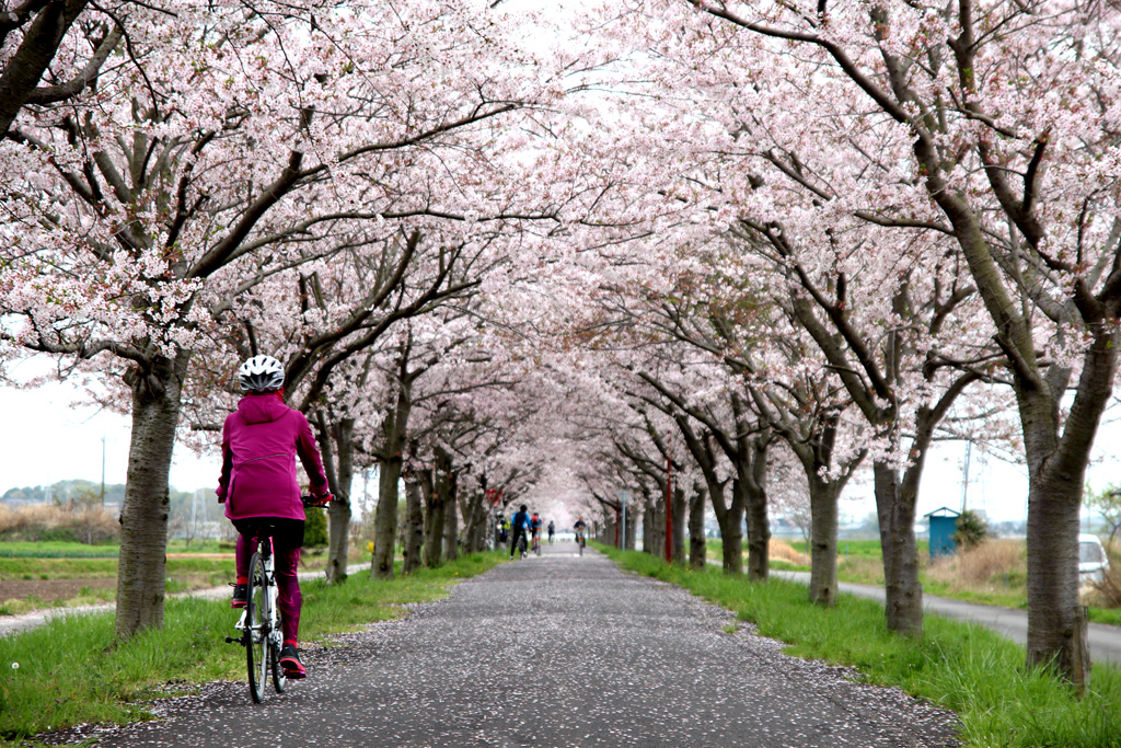 【茨城県】りんりんロードの「桜」サイクリング＆石岡市「いちご狩り」のススメ