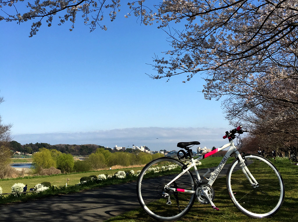 【東京都】都心の桜サイクリングスポット「桜坂～等々力渓谷～多摩川」をレポート
