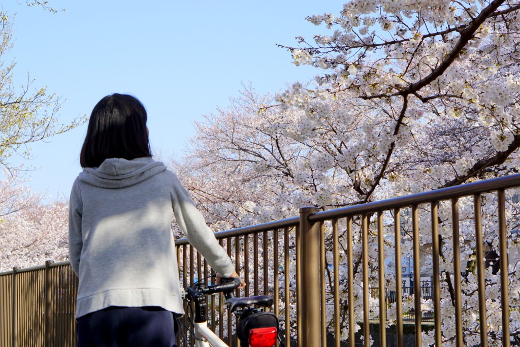 桜・お花見サイクリング】今が見ごろ!京王よみうりランド駅近く 三沢