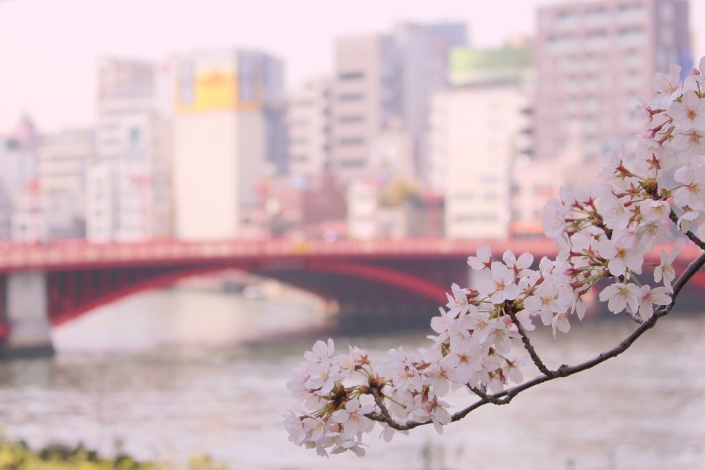 【東京都】隅田公園・隅田川沿いの桜情報！絶品桜もちの名店もあわせて紹介