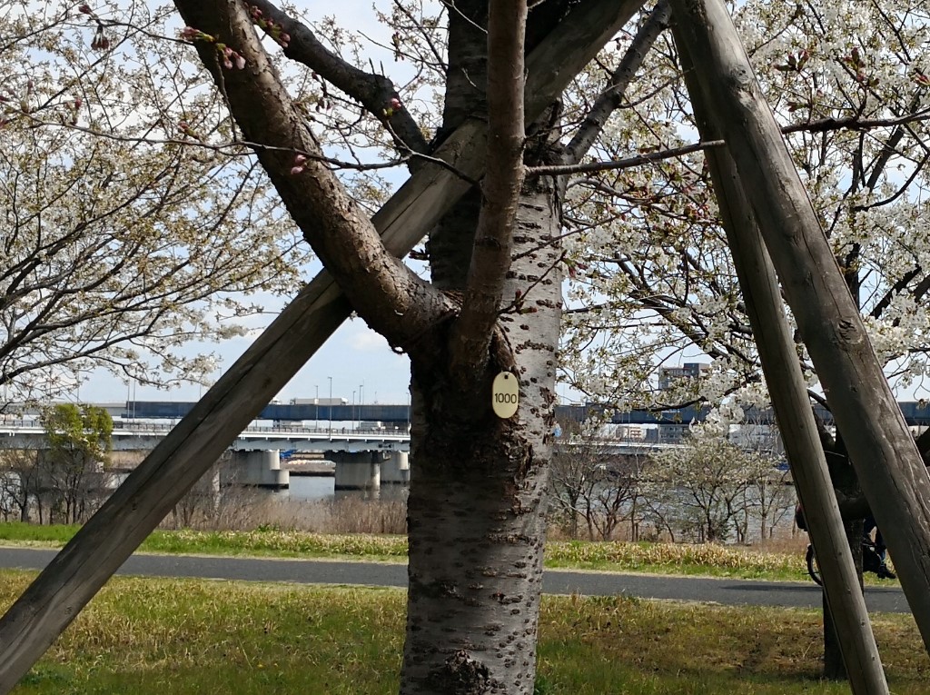 【桜・お花見におすすめ】荒川サイクリングロード沿いの桜、その名も小松川千本桜！