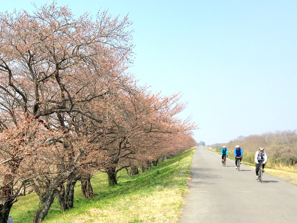 愛知県 木曽川 長良川沿いの 木曽三川公園 桜を眺めながらのサイクリング Tabirin たびりん