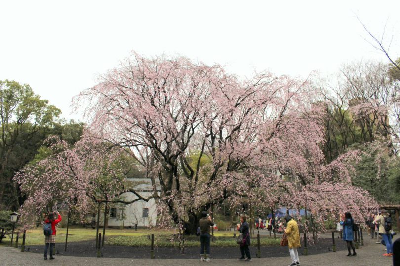 六義園のしだれ桜