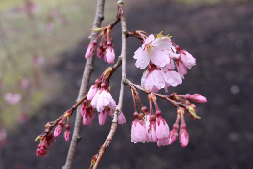 六義園のしだれ桜