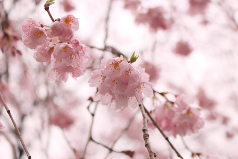 六義園のしだれ桜