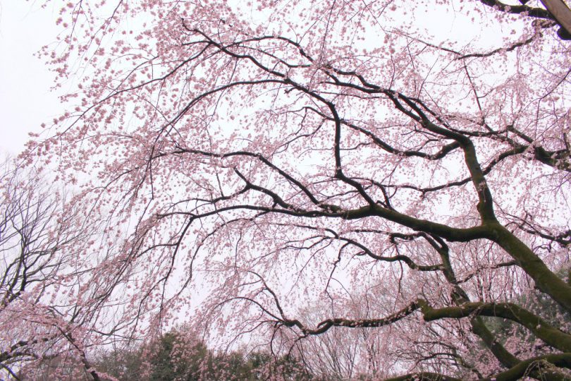 六義園のしだれ桜