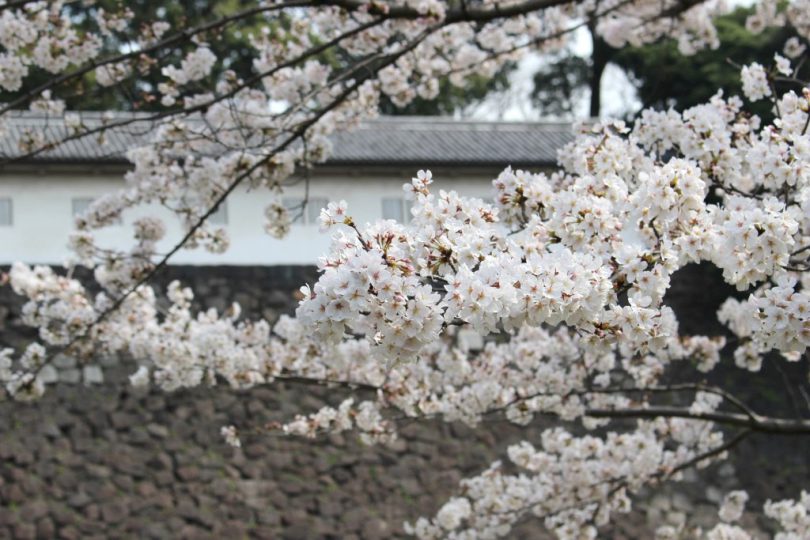 一般公開される皇居乾通り周辺の桜情報 待ち時間や鑑賞コースを解説 Tabirin たびりん