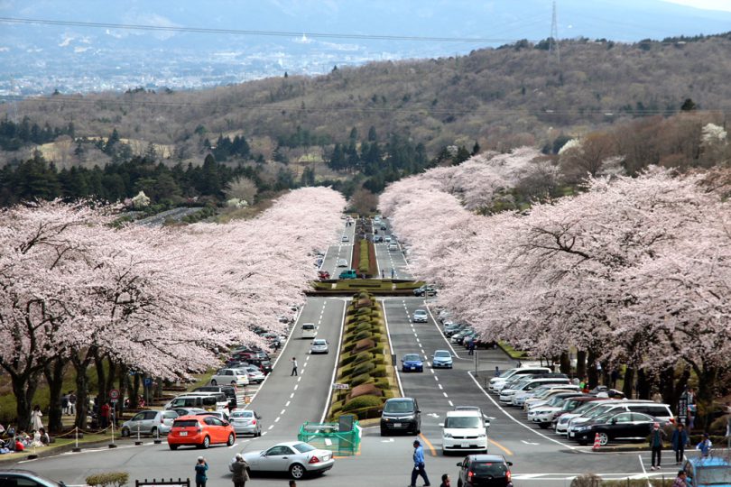 静岡県 おすすめ桜 お花見 サイクリングスポット 富士霊園 山梨県の富士山と桜 新倉山浅間公園 山中湖 Tabirin たびりん