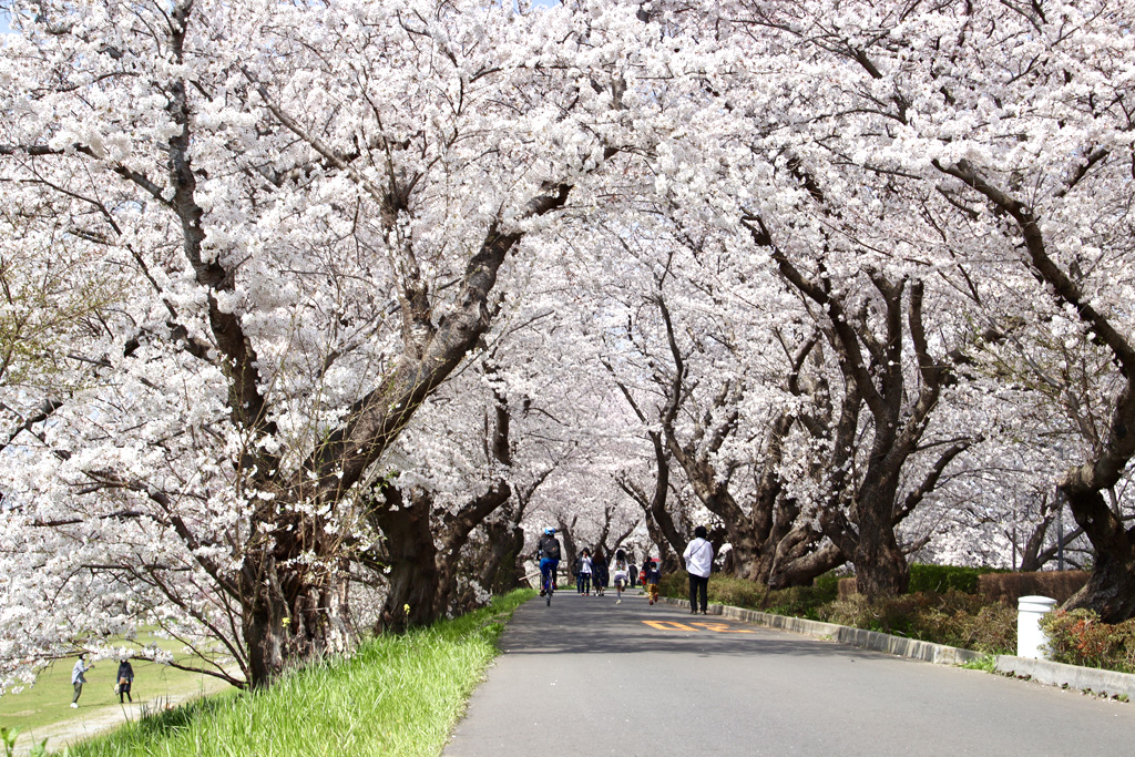 茨城県 サイクリングで行く土浦の桜スポット5選 サイクリング魅力ポイント Tabirin たびりん