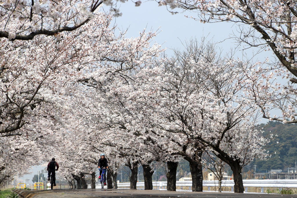 茨城県 サイクリングで行く土浦の桜スポット5選 サイクリング魅力ポイント Tabirin たびりん