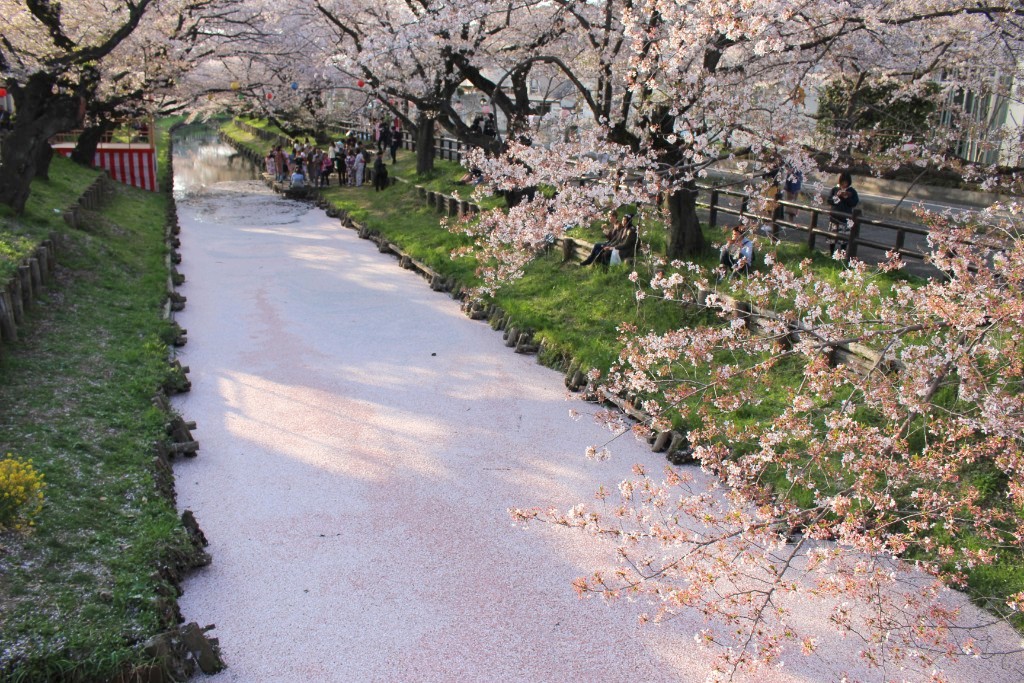 埼玉県 川が一面ピンク色に シェアサイクルで巡る川越の桜名所 Tabirin たびりん