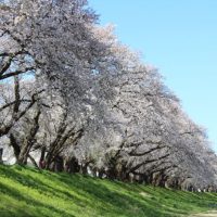 足羽川の桜並木