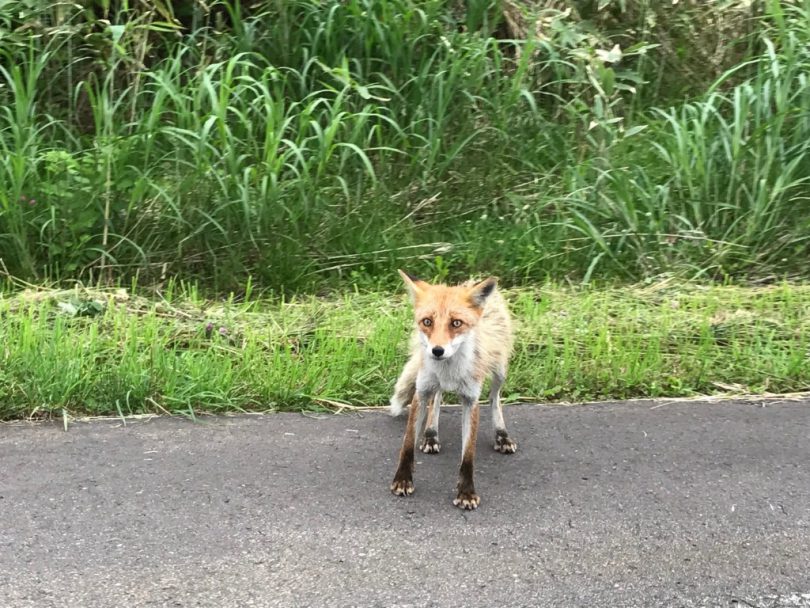 キタキツネ