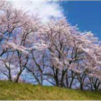法勝寺川周辺の桜
