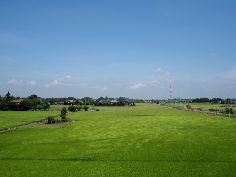 青々とした緑が広がる田んぼ