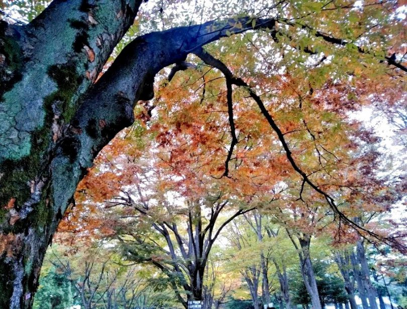 駒沢公園の紅葉