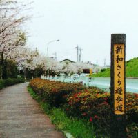 新和さくら遊歩道