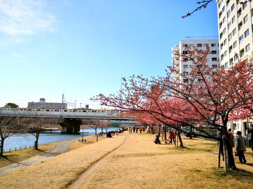 旧中川の河津桜