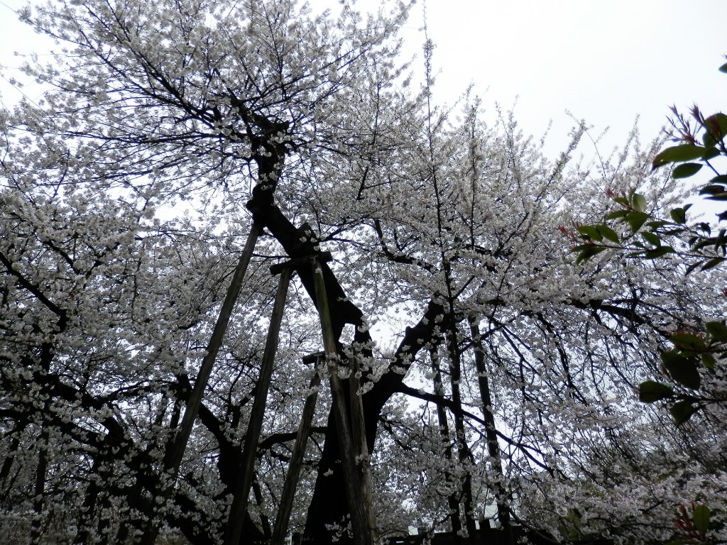 32 北本・桜と緑豊かな公園のルート