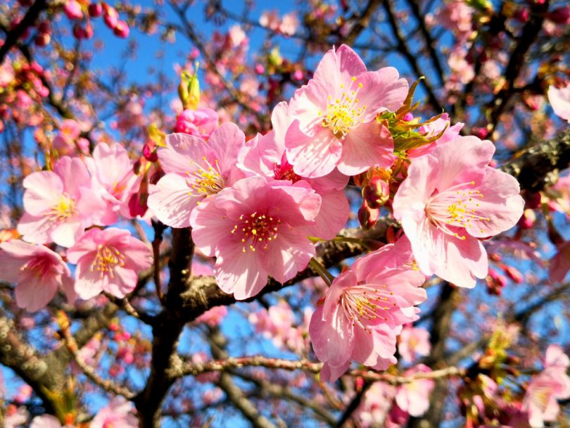 東京都 荒川サイクリングロード近くの 旧中川の河津桜 を見に行ってみた Tabirin たびりん