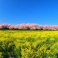 権現堂堤の桜と菜の花