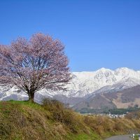 野平の一本桜