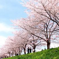 16_黒目川桜堤