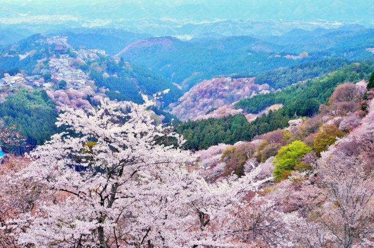 吉野 自転車 通常 奈良県 桜