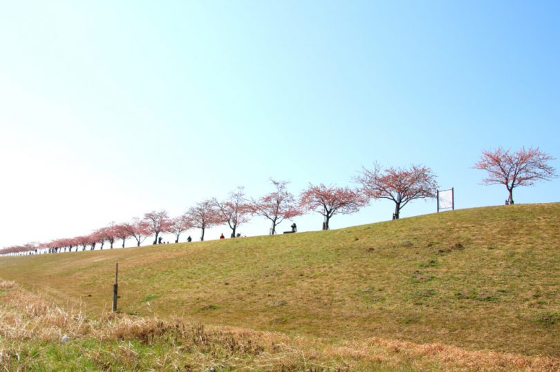 河津桜の並木