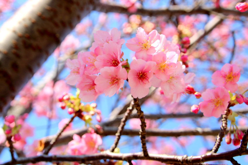 【千葉県】江戸川サイクリングロードを上空から見てみた。そして、河津桜を見に行ってみた。