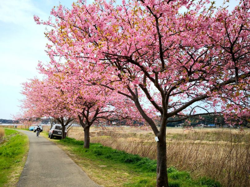 新川-河津桜並木