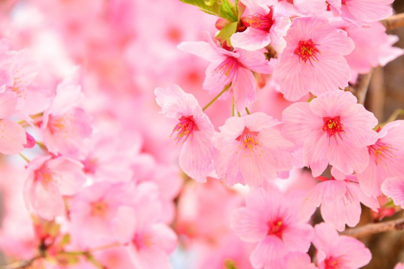 桜-陽光