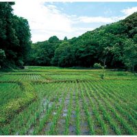 大草谷津田いきものの里