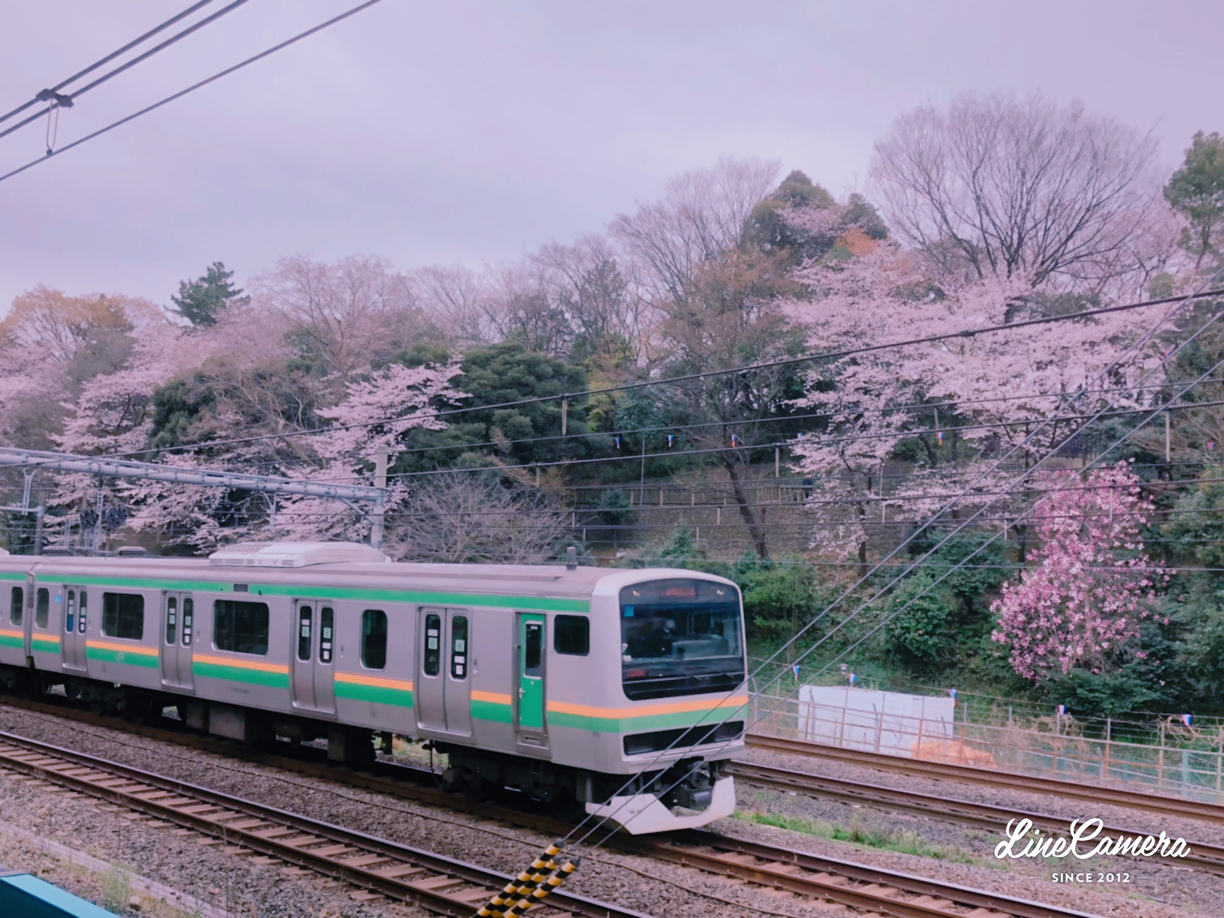 もうすぐ見頃！江戸前の「桜」を巡るサイクリング