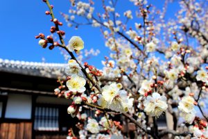 梅まつり目前 水戸の観光地 オススメスポット レンタサイクル情報をお届けします Tabirin たびりん