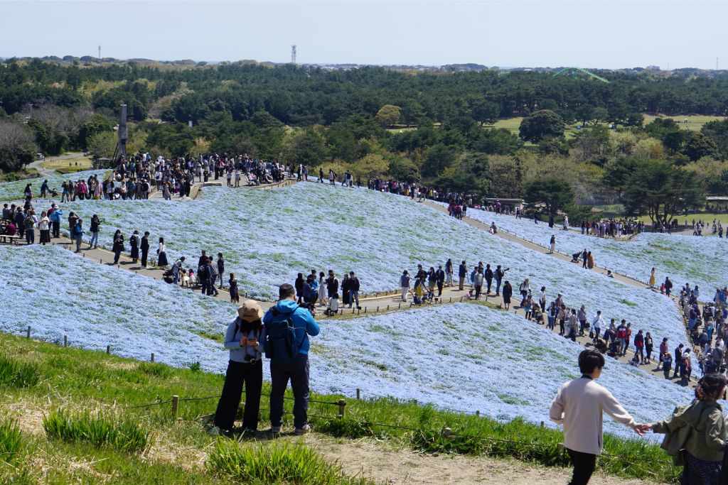 茨城県】450万本の青い花畑「国営ひたち海浜公園」をサイクリング