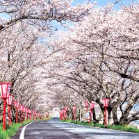 久世トンネル桜