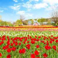 兵庫県立フラワーセンター