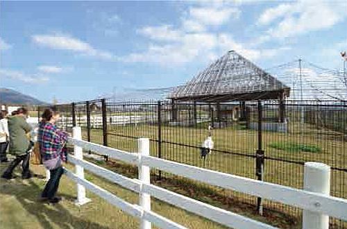 17_国の特別天然記念物タンチョウに会えるタンチョウの里