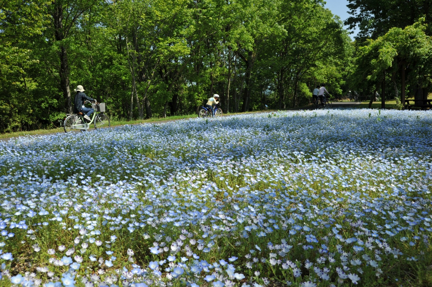 まんのう公園自転車持ち込み