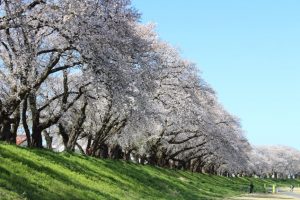 足羽川の桜並木