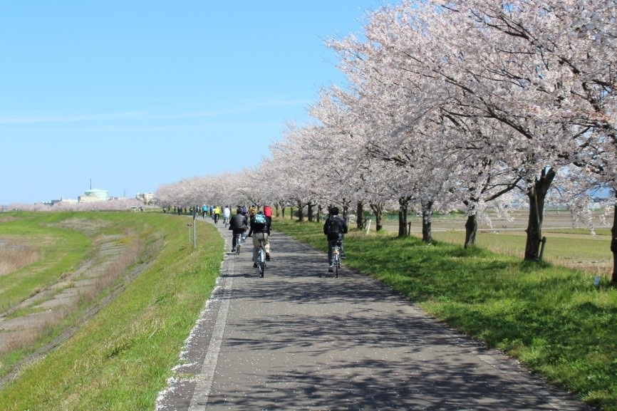 日野川桜つづみ公園