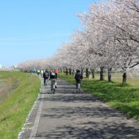 日野川桜つづみ公園