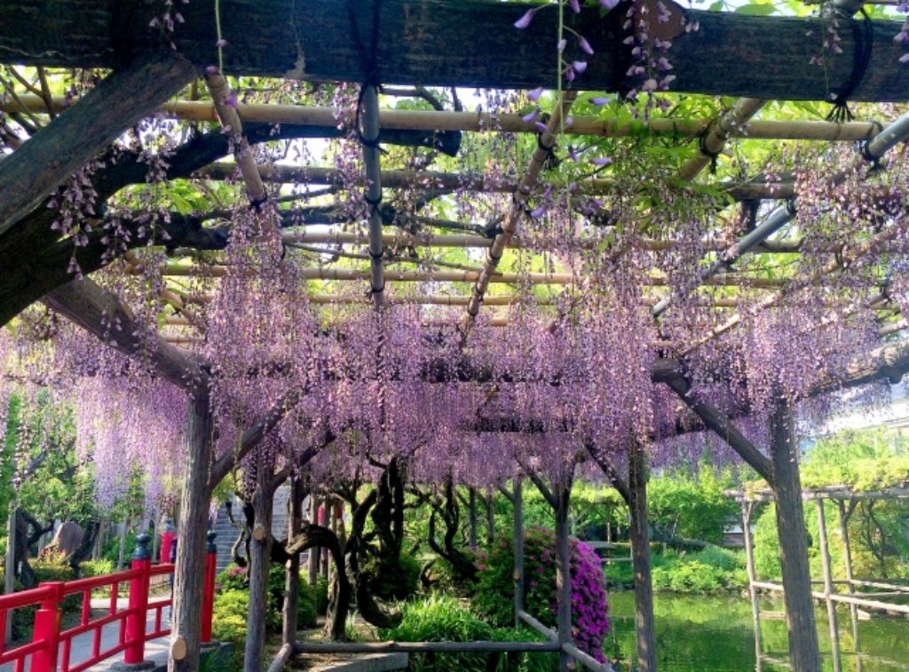 そろそろ見頃 亀戸天神の 藤 の開花状況 藤まつりについてもご紹介 Tabirin たびりん