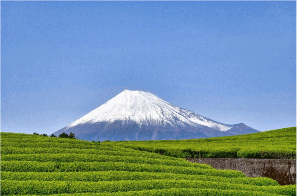 静岡県の自転車観光プラン｜富士山麓・伊豆半島などを走る5つのコース 