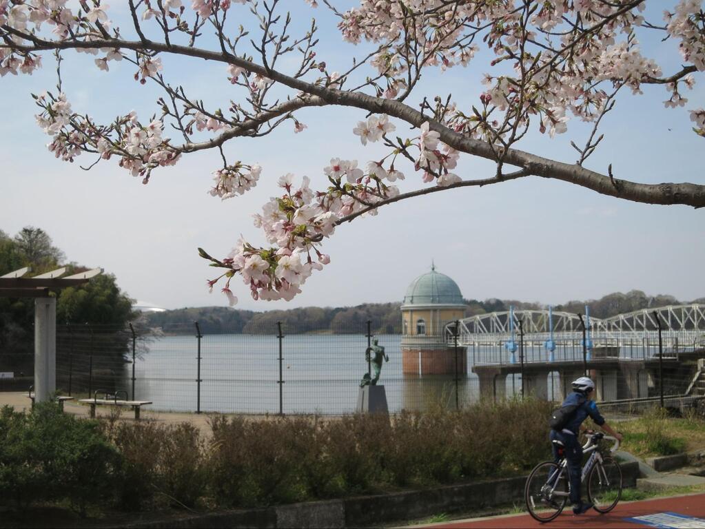 近隣のおすすめスポット「多摩湖の桜」