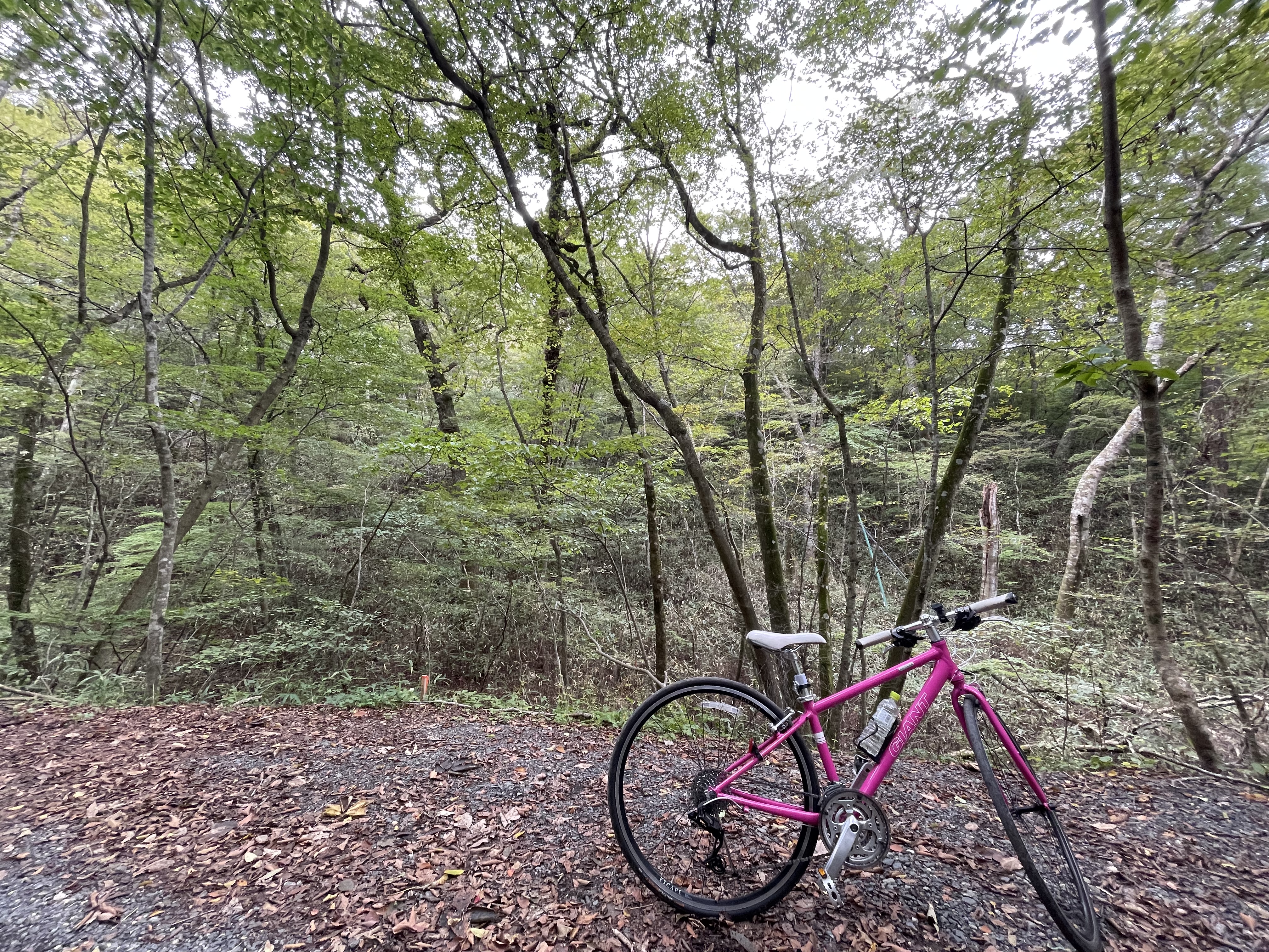 【福島県/茨城県】県境にある秘境の天然ブナ林を、クロスバイク等でオフロードサイクリング