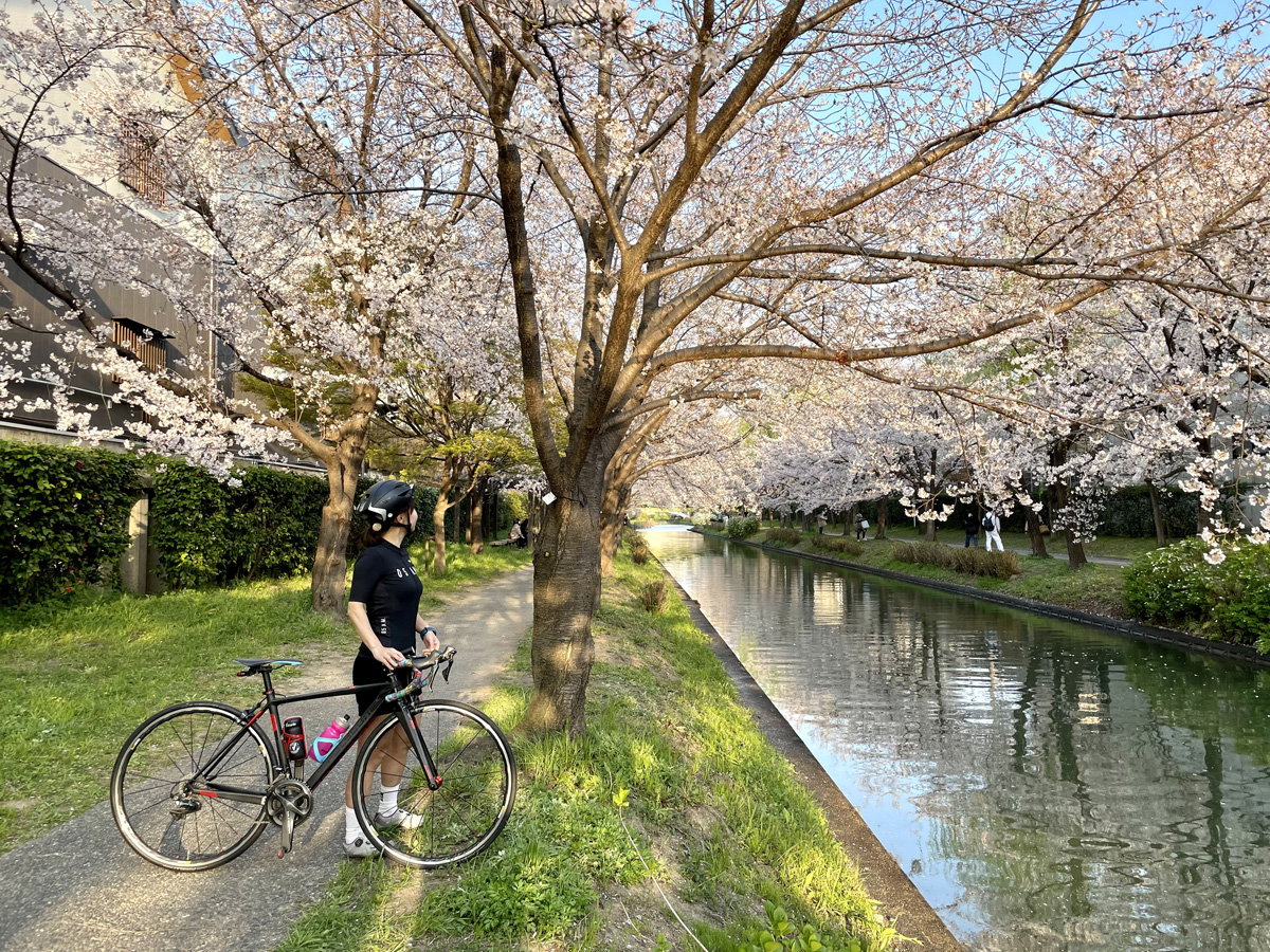 【京都府】伏見濠川沿いから東山円山公園への桜をめぐるサイクリング